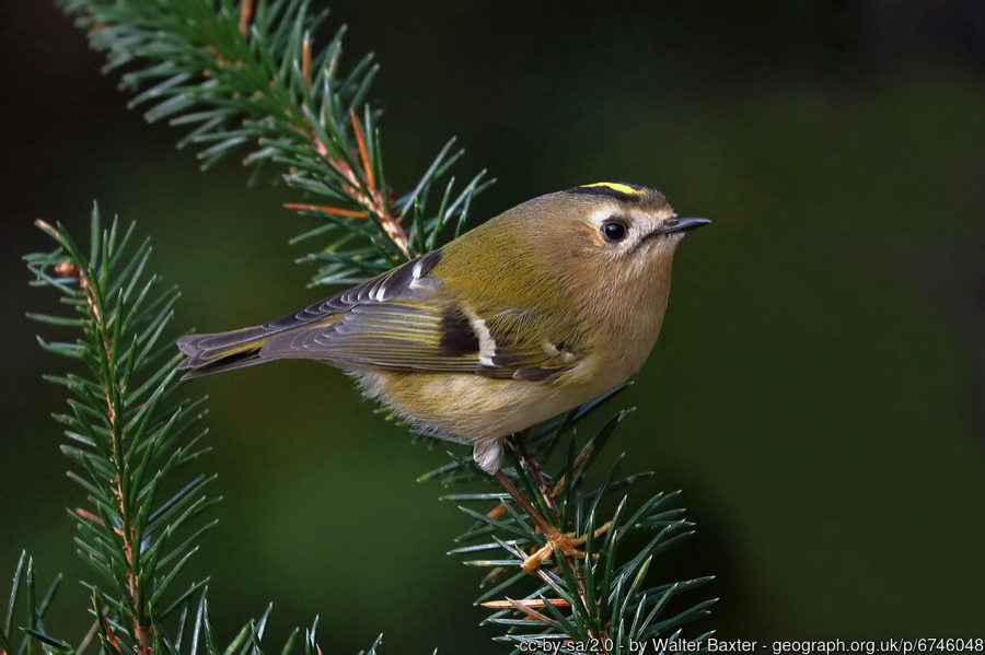 Goldcrest perched on a pine branch